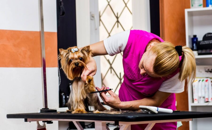 El paso Mobile Dog Grooming
