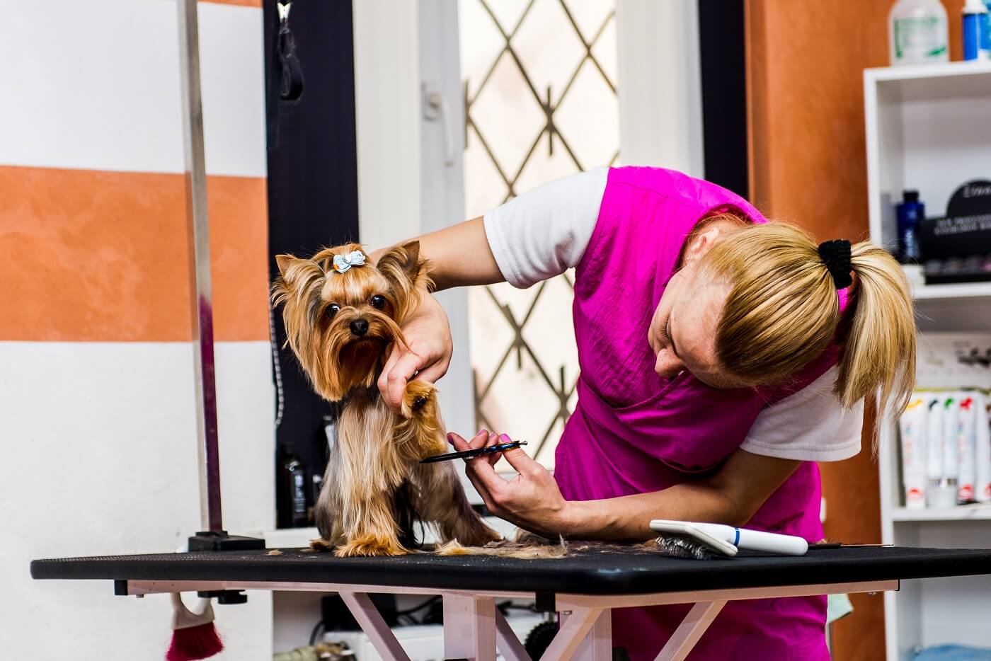 https://elpasomobilegrooming.com/portfolio/pawdicure/