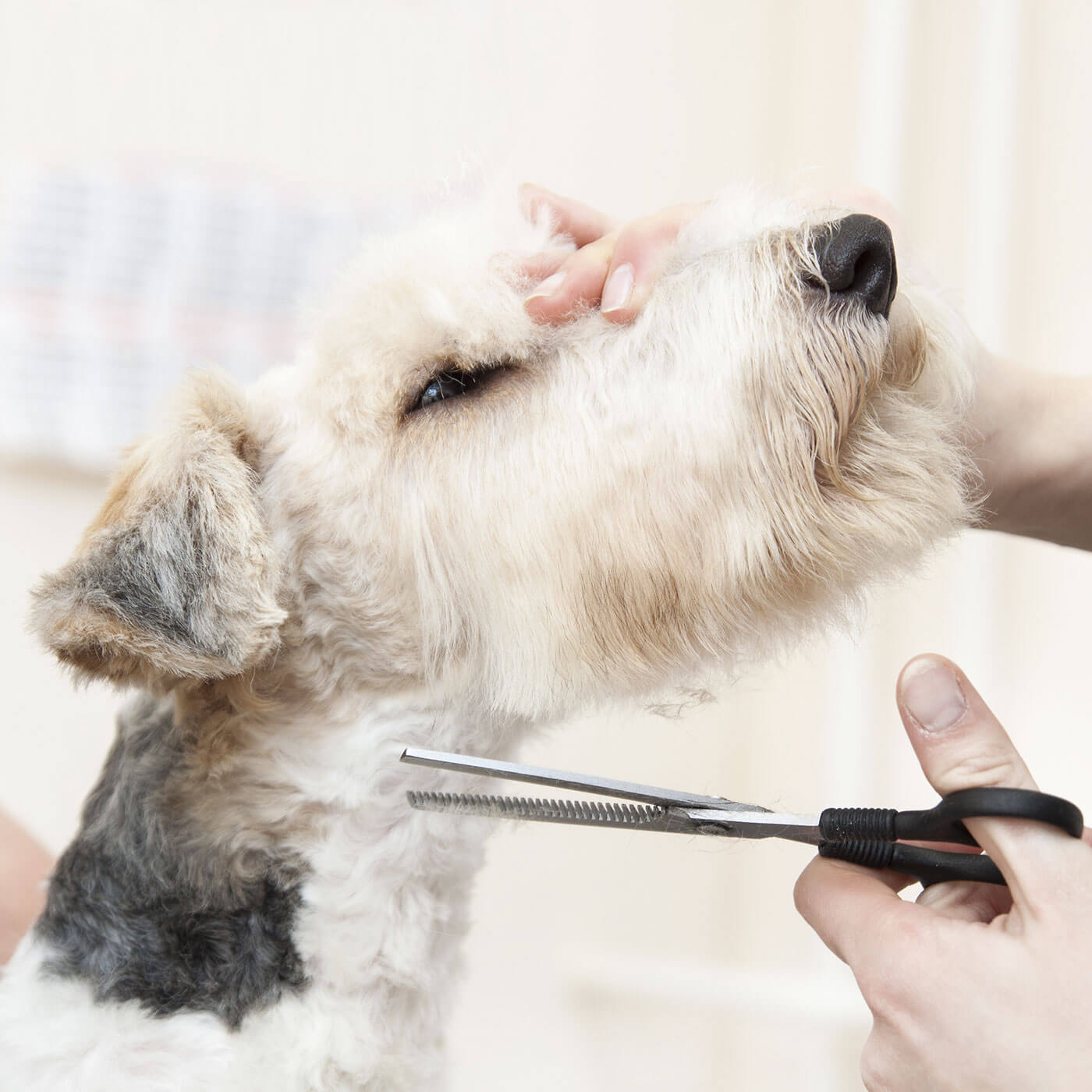https://elpasomobilegrooming.com/portfolio/full-grooming/