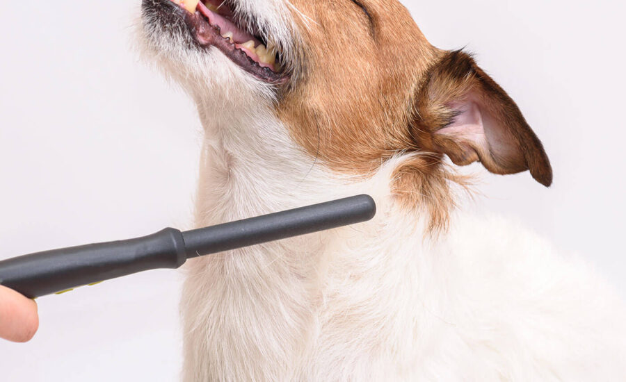 El Paso Mobile Dog Grooming